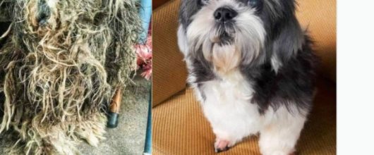 Floquinho - antes e depois