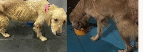 Mel - antes e depois